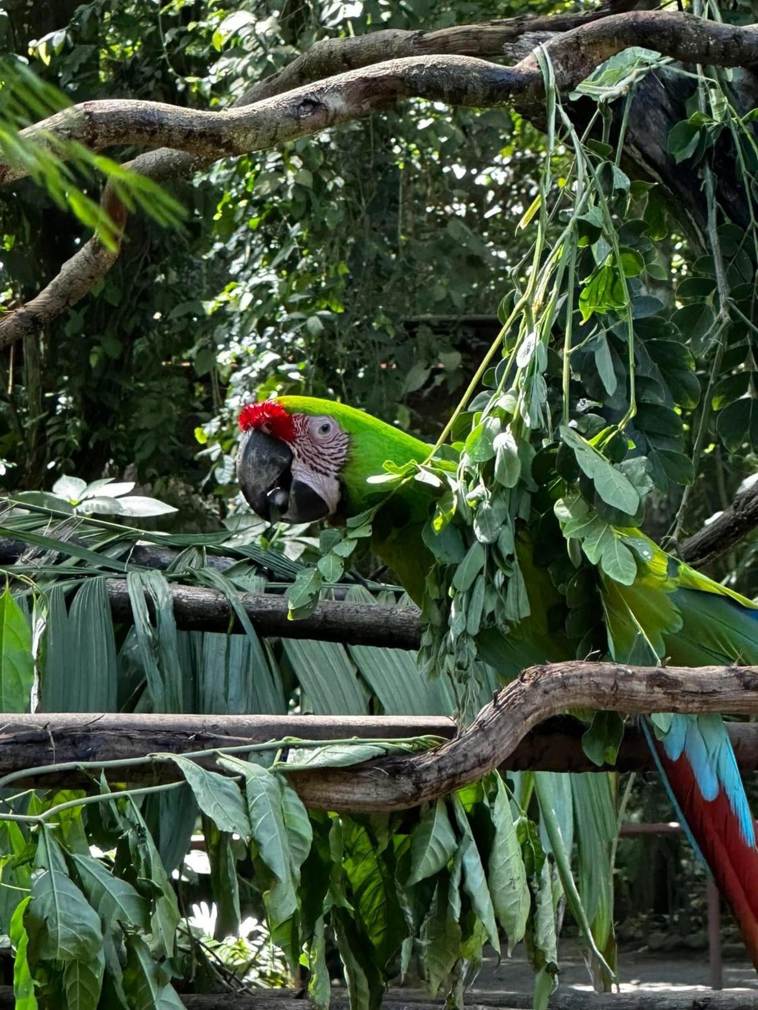 Casa Rio Blanco Eco Friendly B&B Guápiles Eksteriør billede